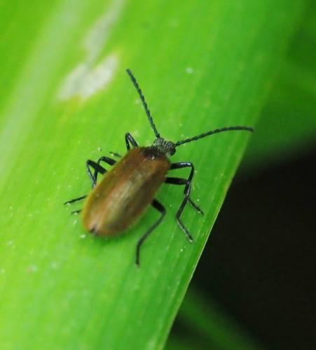 Lagria sp.
